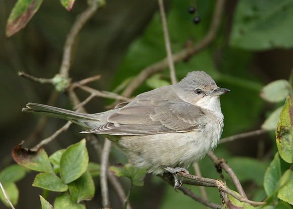 Barred Warbler Sylvia nisoria