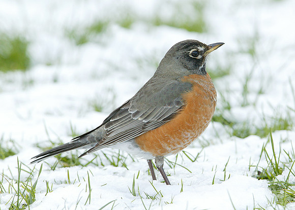 American Robin Turdus migratorius
