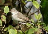 Barred Warbler Sylvia nisoria