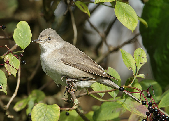 Barred Warbler Sylvia nisoria