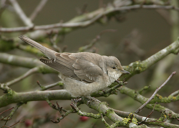 Barred Warbler Sylvia nisoria