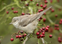 Barred Warbler Sylvia nisoria
