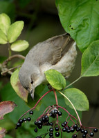 Barred Warbler Sylvia nisoria