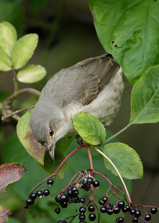 Barred Warbler Sylvia nisoria
