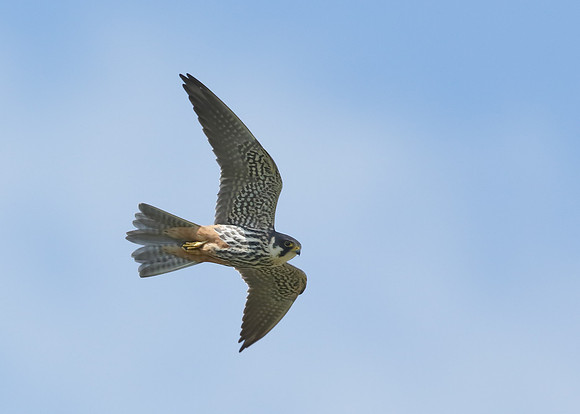 Hobby Falco subbuteo
