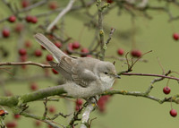 Barred Warbler Sylvia nisoria