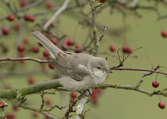 Barred Warbler Sylvia nisoria