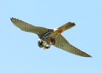 Hobby Falco subbuteo