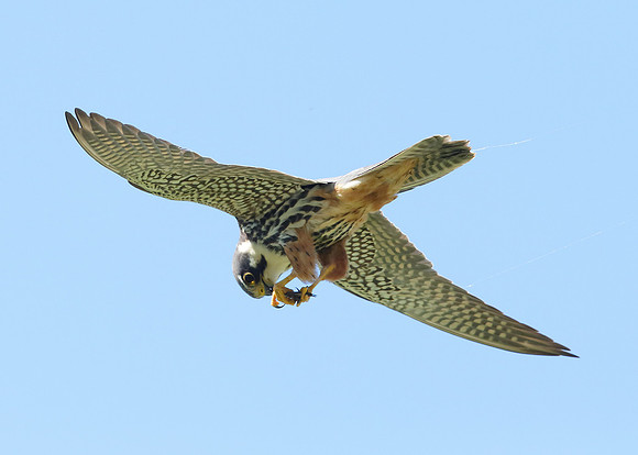 Hobby Falco subbuteo