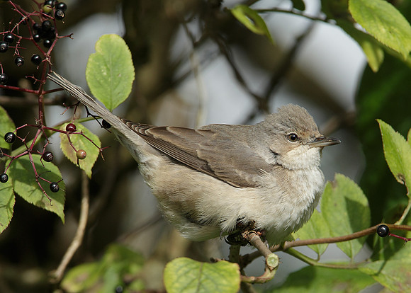 Barred Warbler Sylvia nisoria
