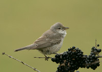 Barred Warbler Sylvia nisoria