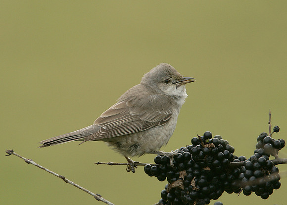 Barred Warbler Sylvia nisoria