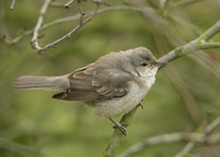 Barred Warbler Sylvia nisoria