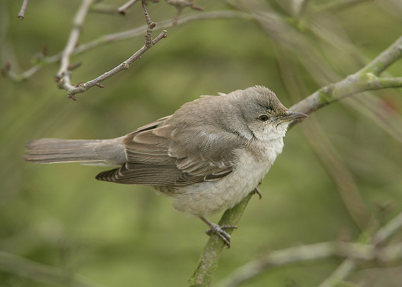 Barred Warbler Sylvia nisoria