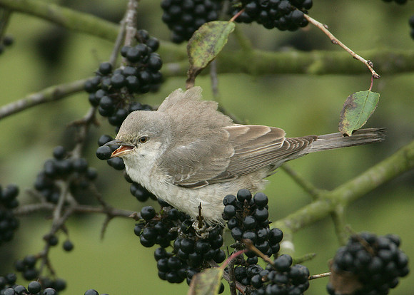 Barred Warbler Sylvia nisoria
