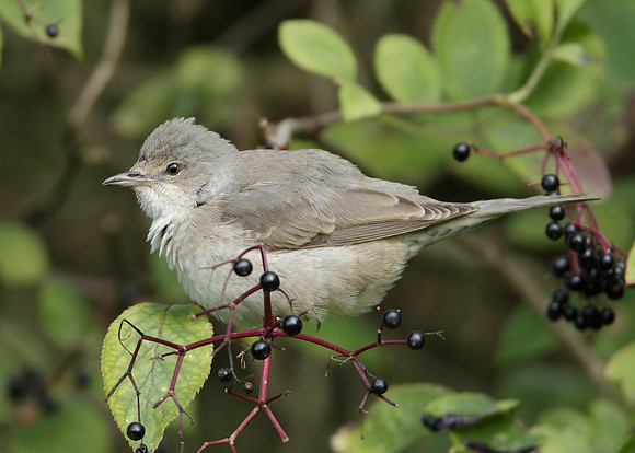 Barred Warbler Sylvia nisoria