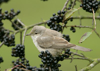 Barred Warbler Sylvia nisoria