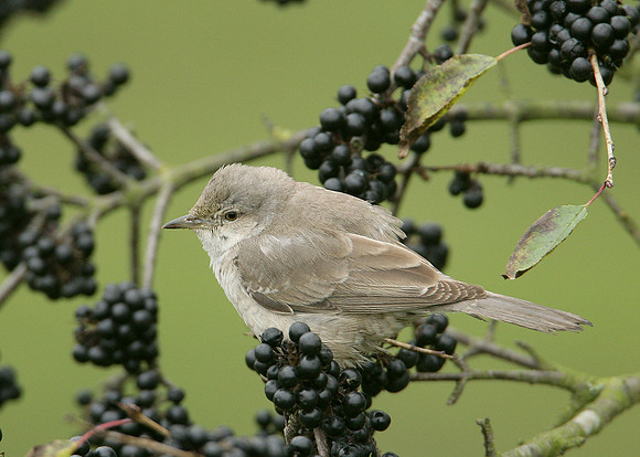 Barred Warbler Sylvia nisoria