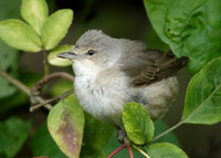 Barred Warbler Sylvia nisoria