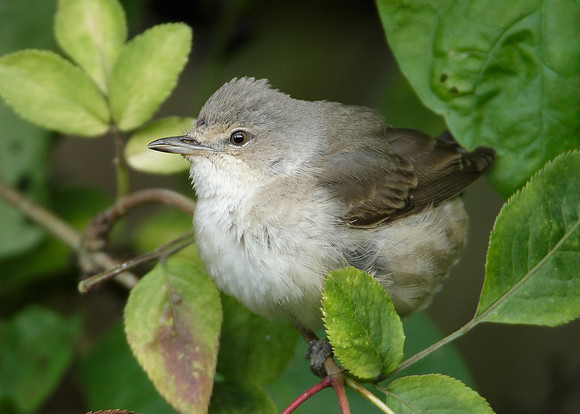 Barred Warbler Sylvia nisoria