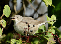 Barred Warbler Sylvia nisoria