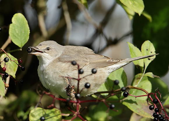 Barred Warbler Sylvia nisoria