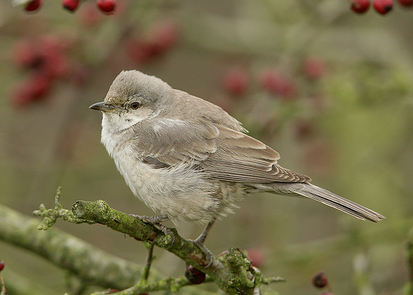 Barred Warbler Sylvia nisoria
