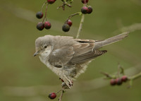 Barred Warbler Sylvia nisoria