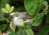 Barred Warbler Sylvia nisoria