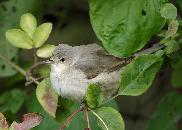 Barred Warbler Sylvia nisoria