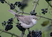 Barred Warbler Sylvia nisoria