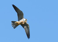 Hobby Falco subbuteo
