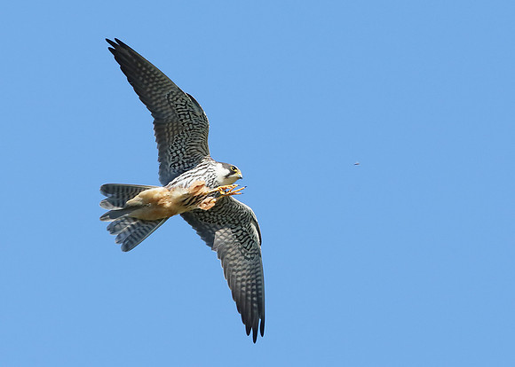 Hobby Falco subbuteo