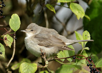Barred Warbler Sylvia nisoria