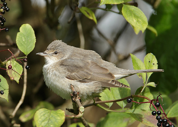 Barred Warbler Sylvia nisoria