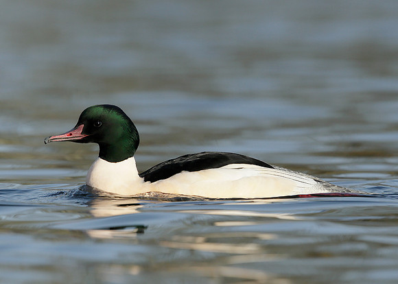 Goosander Mergus merganser