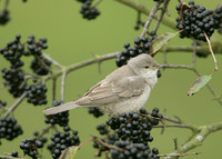 Barred Warbler Sylvia nisoria