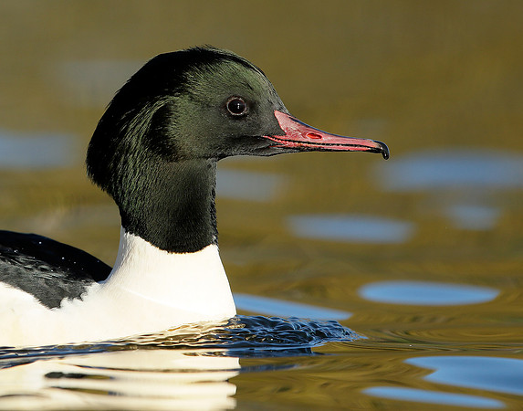 Goosander Mergus merganser