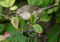 Barred Warbler Sylvia nisoria