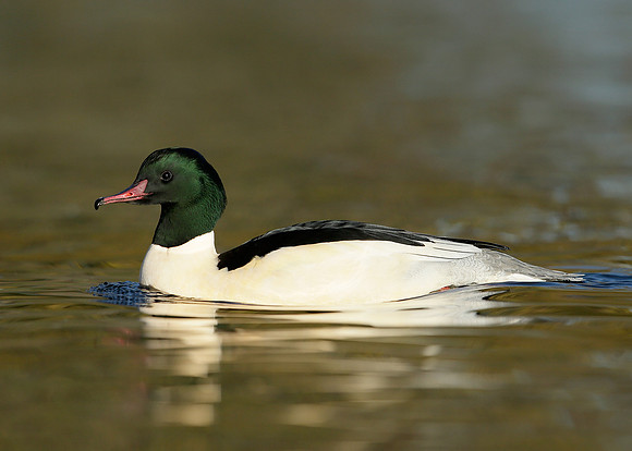 Goosander Mergus merganser