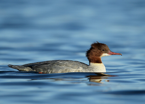 Goosander Mergus merganser