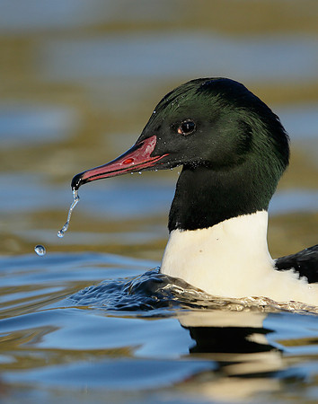 Goosander Mergus merganser
