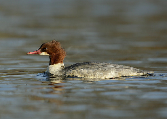 Goosander Mergus merganser