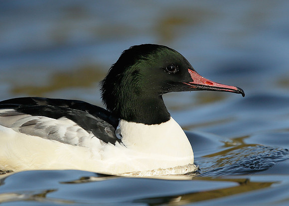 Goosander Mergus merganser