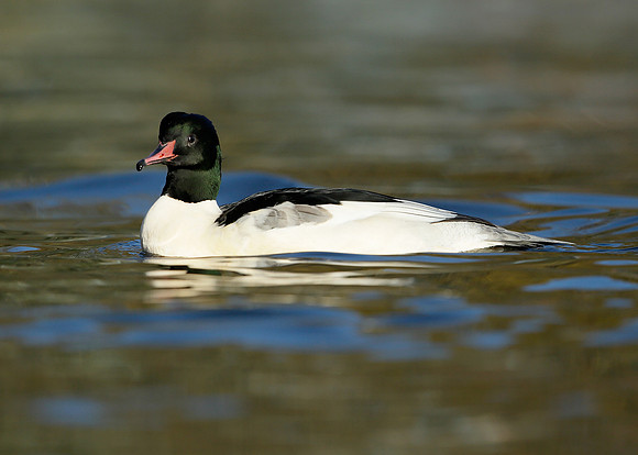 Goosander Mergus merganser