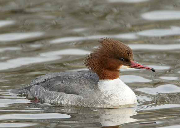Goosander Mergus merganser