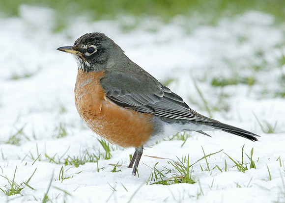 American Robin Turdus migratorius