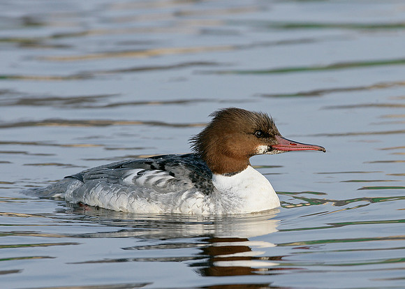 Goosander Mergus merganser