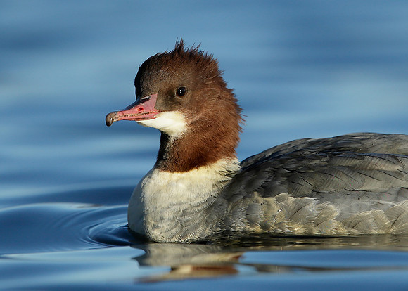 Goosander Mergus merganser