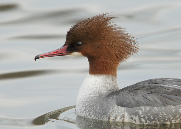 Goosander Mergus merganser